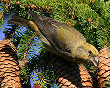 Red Crossbill