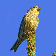 Red Crossbill