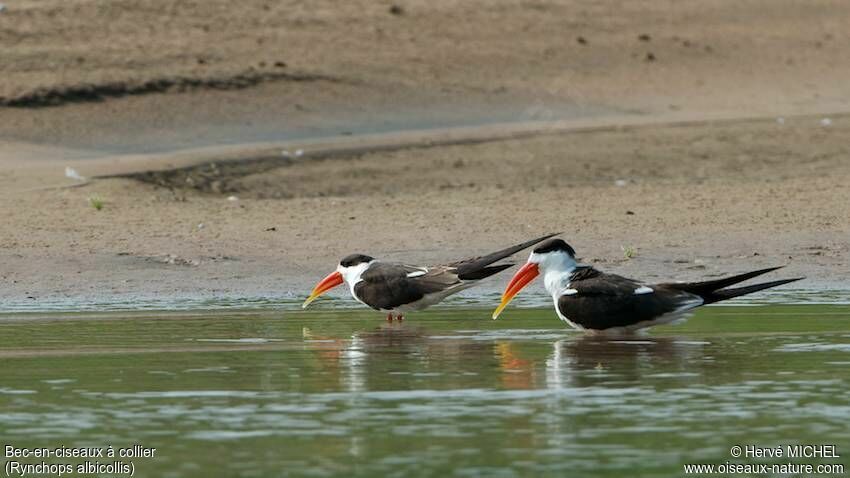 Indian Skimmer 