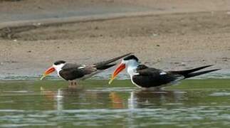 Indian Skimmer