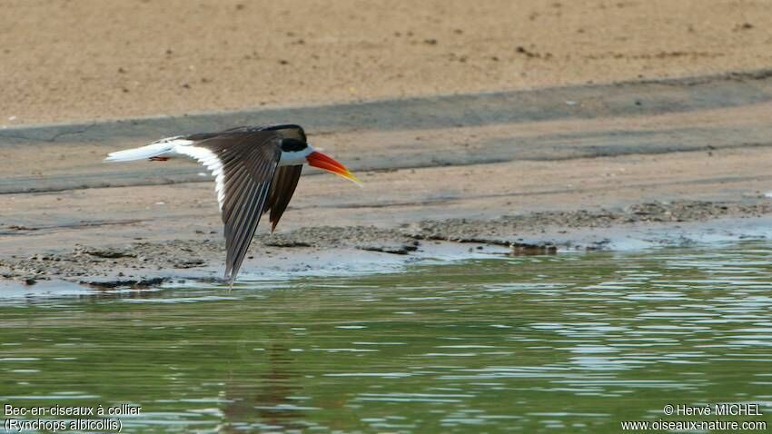 Indian Skimmer