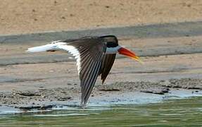 Indian Skimmer