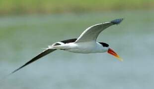 Indian Skimmer