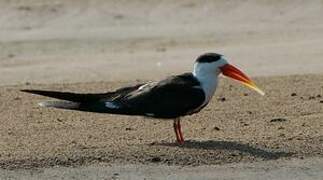 Indian Skimmer