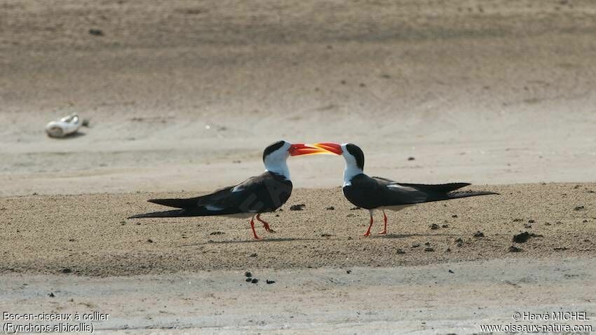 Indian Skimmer 