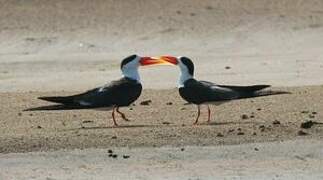 Indian Skimmer