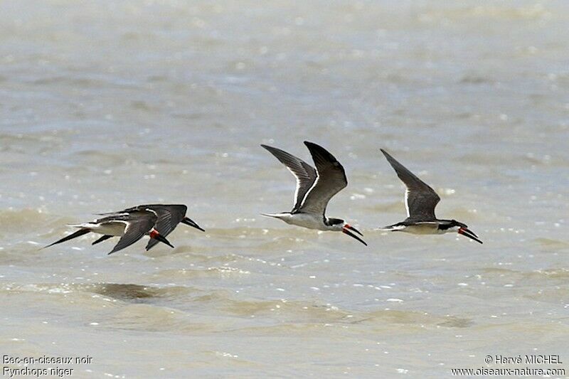 Black Skimmeradult, Flight