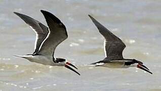 Black Skimmer