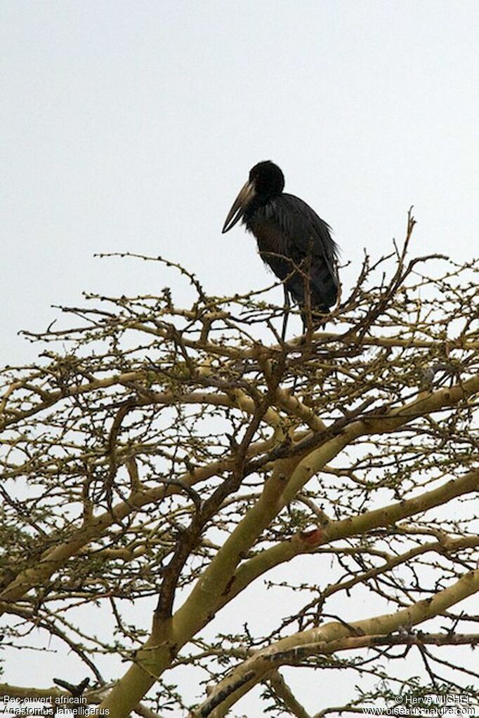 African Openbill