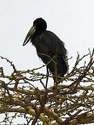 African Openbill