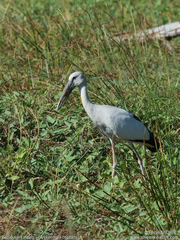 Asian Openbill