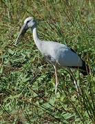 Asian Openbill