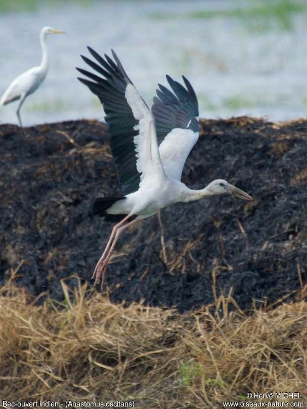 Asian Openbill