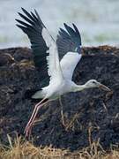 Asian Openbill