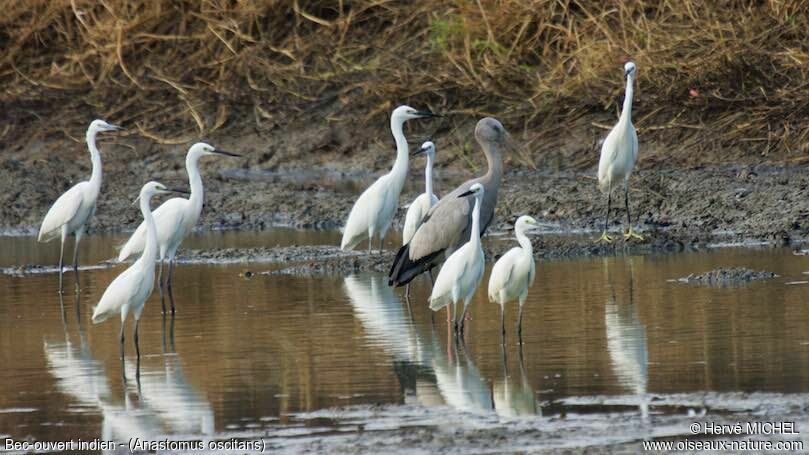 Asian Openbill