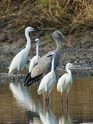 Asian Openbill