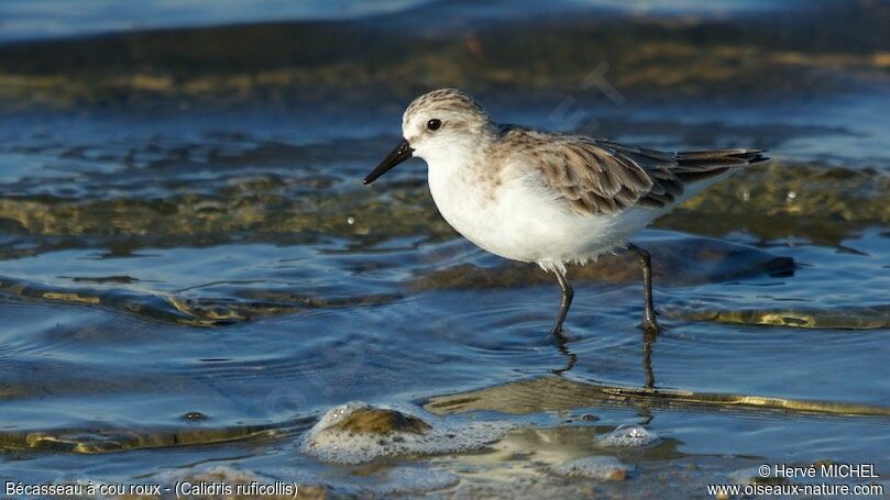 Red-necked Stint