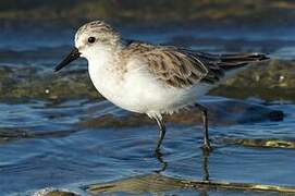 Red-necked Stint