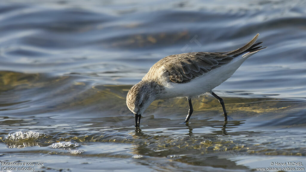 Red-necked Stint