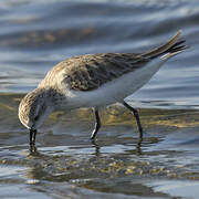 Red-necked Stint