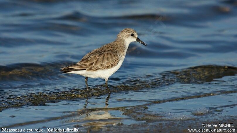 Red-necked Stint