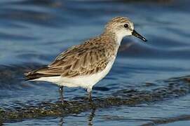 Red-necked Stint