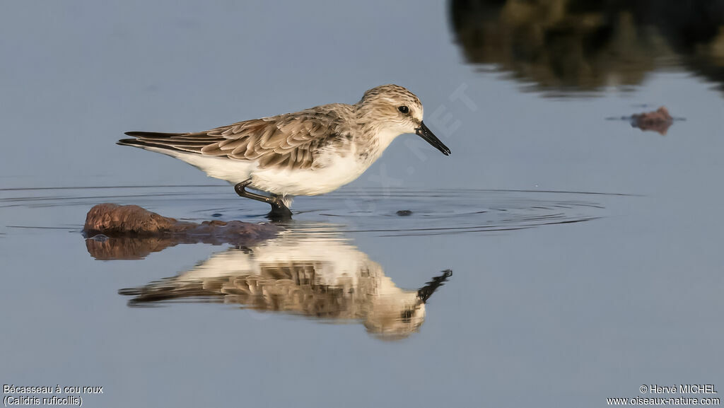 Red-necked Stint