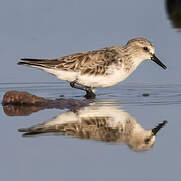 Red-necked Stint
