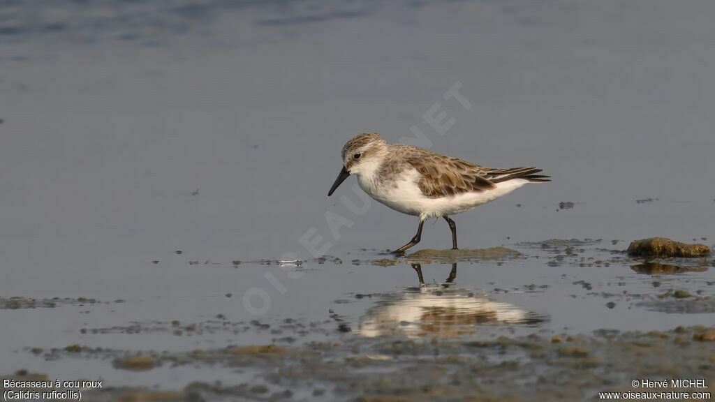 Red-necked Stint