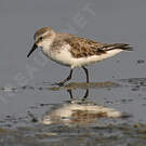 Red-necked Stint