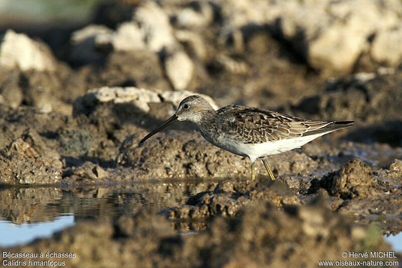 Stilt Sandpiper, identification