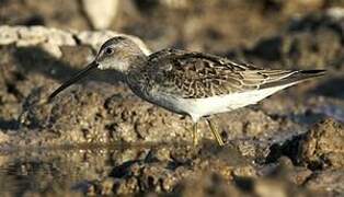 Stilt Sandpiper