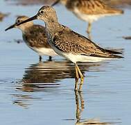 Stilt Sandpiper