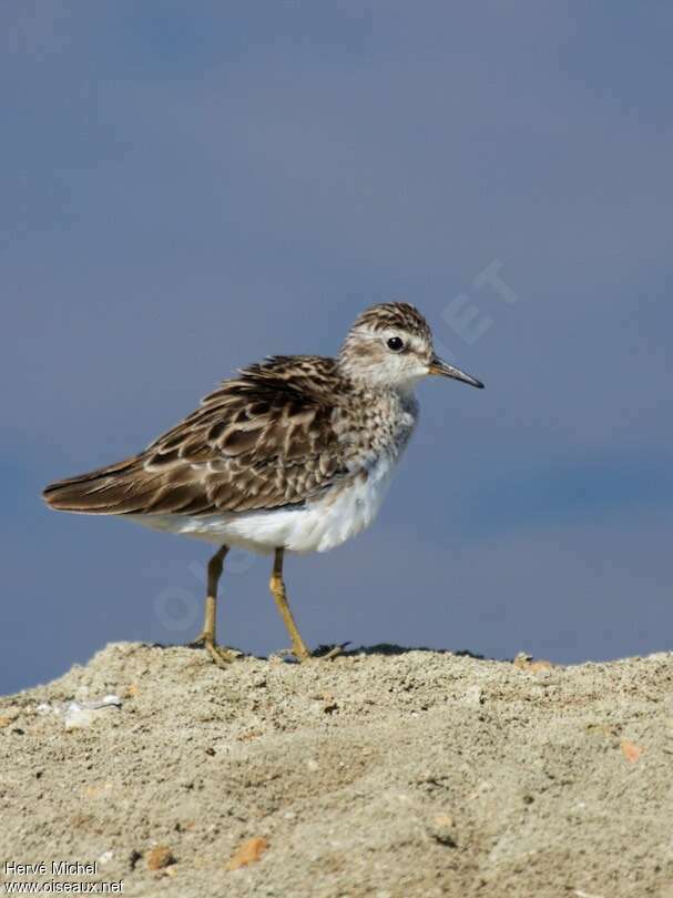 Long-toed Stintadult post breeding, identification