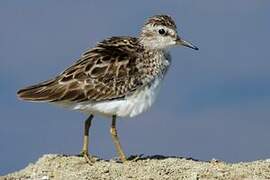 Long-toed Stint