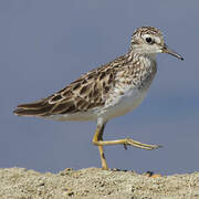 Long-toed Stint