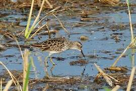 Long-toed Stint