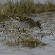 Long-toed Stint