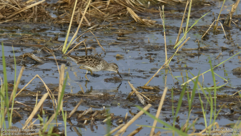 Long-toed Stint