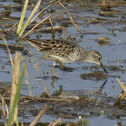 Long-toed Stint