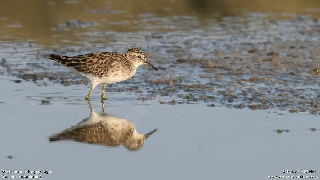 Long-toed Stint