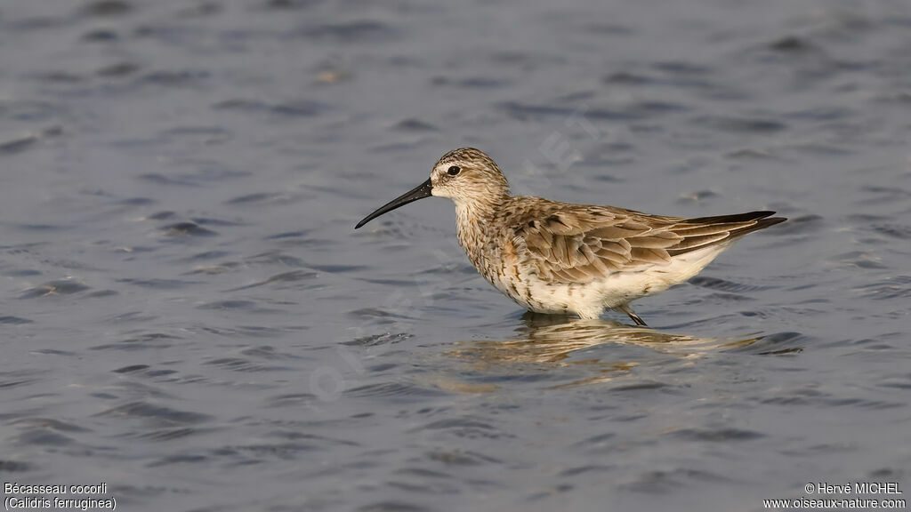 Curlew Sandpiper