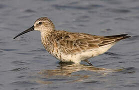 Curlew Sandpiper