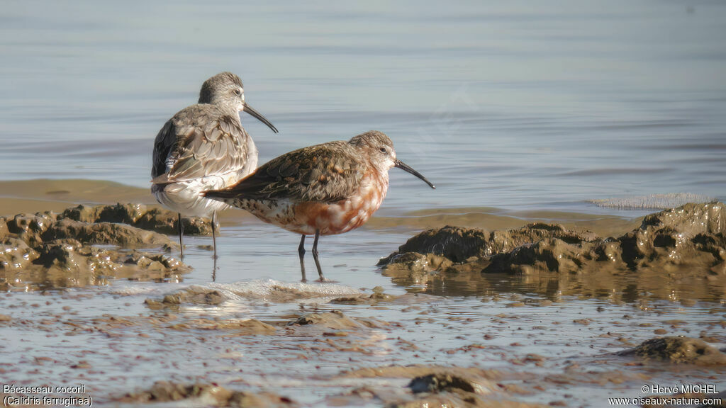 Curlew Sandpiper