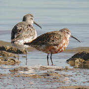 Curlew Sandpiper