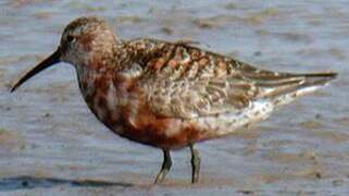 Curlew Sandpiper