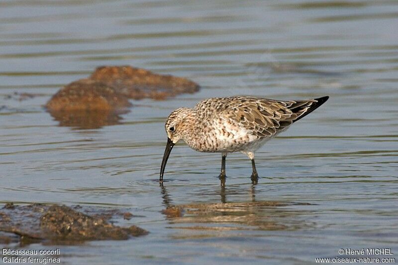 Curlew Sandpiper female adult, identification