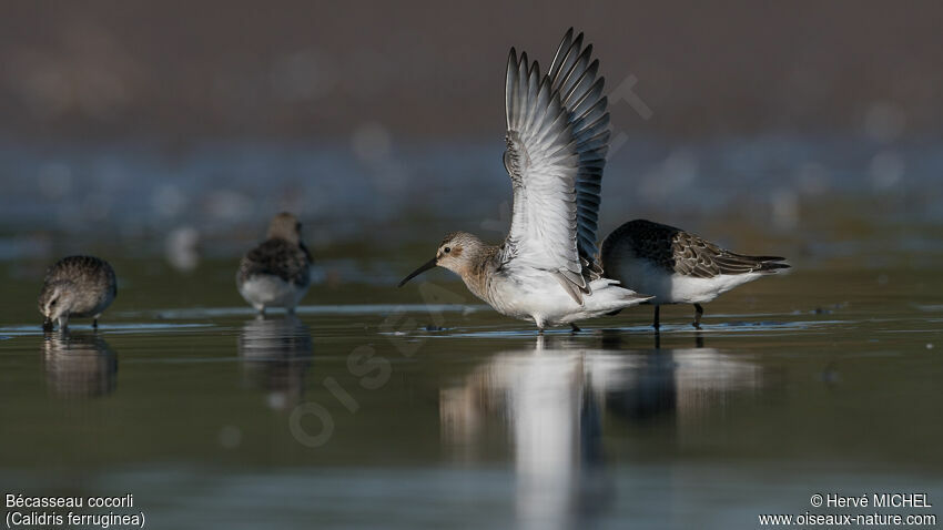 Curlew SandpiperFirst year