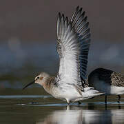 Curlew Sandpiper