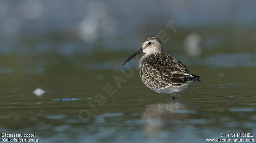 Curlew SandpiperFirst year